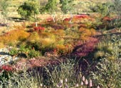 Bunte Wildblumenwiese in Westaustralien
