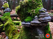 Zunderschwamm an moosbewachsenem Baumstamm im Müritz-Nationalpark