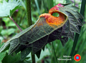 Insektenpuppe an einem Brennnesselblatt im Müritz-Nationalpark