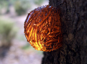 Kunstvolle Kugel aus Harz an einem Baum in Australien