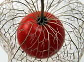 Eine enthäutete Physalis oder auch Lampionblume