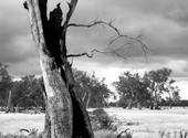 Vom Blitz getroffener Baum in Australien