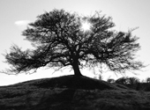 Winterbaum im Gegenlicht auf Hiddensee