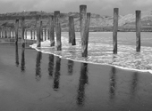 Holzpfähle an einem Vulkanstrand auf Neuseeland