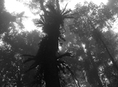 Kalter Regenwald im südlichen Australien