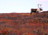 Karibu im Denali National Park in Alaska