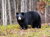 Schwarzbär im Wood Buffalo National Park in Kanada